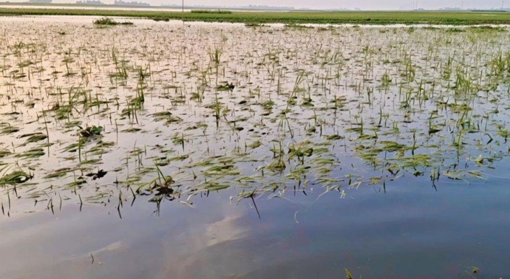 বগুড়ায় অতিবৃষ্টিতে ৪শ’ হেক্টর জমির ফসল নিমজ্জিত